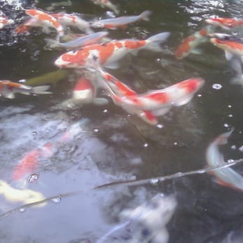 Yume Koi and Gardens - The Biggest fish - Pet Stores Near Me - Westminster, California Yume Koi and Gardens - The Biggest fish - Pet Stores Near Me - Westminster, California