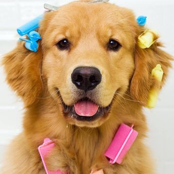Adorable Pets by Dena - Pet Groomers Near Me - Valrico, Florida