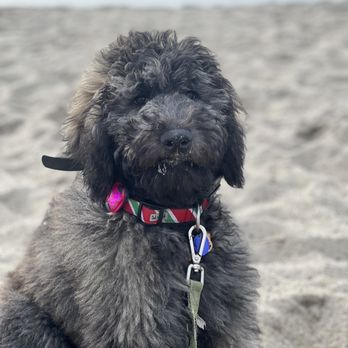 Sit Means Sit Dog - Tèa - Pet Training Near Me - San Juan Capistrano, California Sit Means Sit Dog - Tèa - Pet Training Near Me - San Juan Capistrano, California