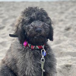 Sit Means Sit Dog - Tèa