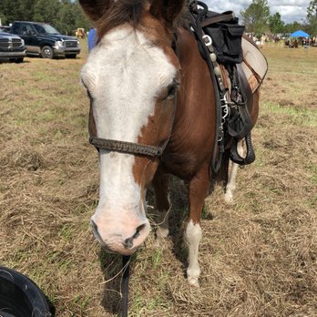 Born To Ride - Horseback Riding Near Me - Parrish, Florida