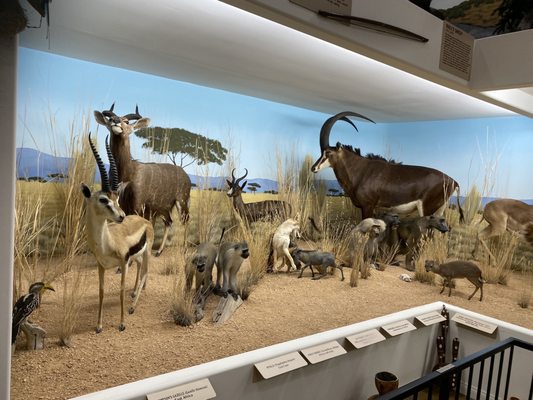 Bryce Wildlife Adventure by null