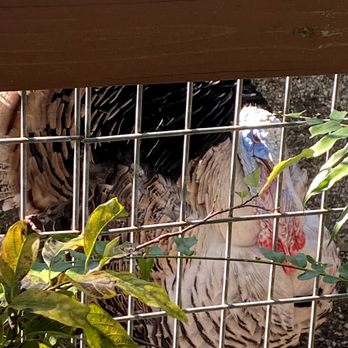 Ebenezer Family Farm - Turkey - Farms Near Me - Miami, Florida