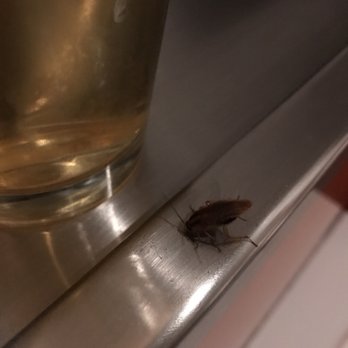 Micky's - Roaches! Management aka security told us this is normal due to construction. Absolutely disgusting - Dance Clubs Near Me - West Hollywood, California