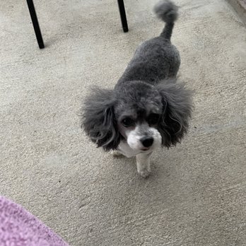 PetSmart - Max - Pet Groomers Near Me - Georgetown, Texas