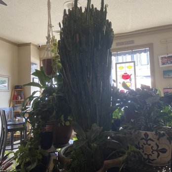 Taste Full Beans - Plants !!! - Coffee & Tea Near Me - Hickory, North Carolina