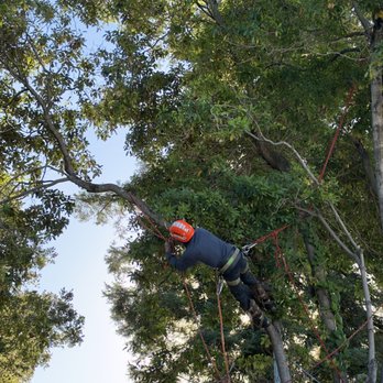 Cal Line Tree Care - Worker cutting down tree - Tree Services Near Me