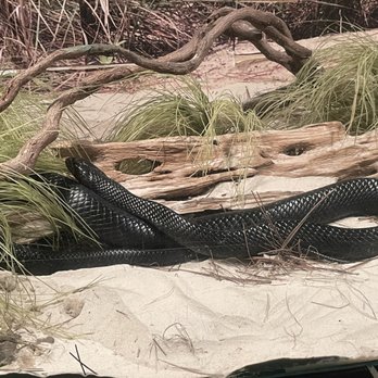 Welaka National Fish Hatchery - Eastern rat snake - Aquariums Near Me - Welaka, Florida Welaka National Fish Hatchery - Eastern rat snake - Aquariums Near Me - Welaka, Florida