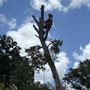 Photo of Aggieland Tree Service