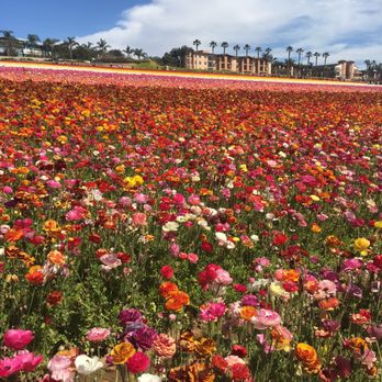 The Flower Fields - beautiful - Venues & Event Spaces Near Me - Carlsbad, California The Flower Fields - beautiful - Venues & Event Spaces Near Me - Carlsbad, California