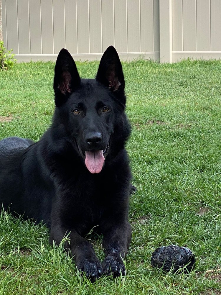 VARKENA KENNEL Updated July 2024 Request Consultation Kingston