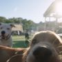 Photo of Doggos Dog Park and Pub