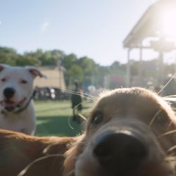 Doggos Dog Park and Pub