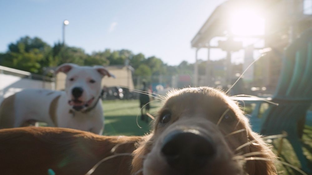 Doggos Dog Park and Pub