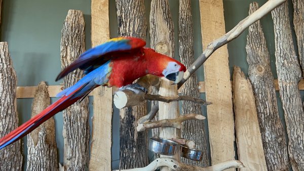 Bird Kingdom by null