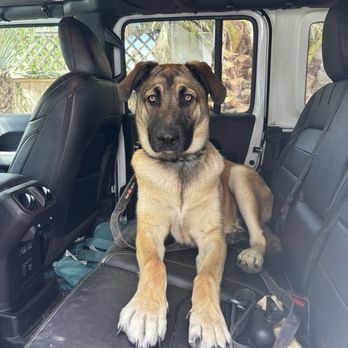 Man-K9 - San Diego Dog Training - Pet Training Near Me - San Diego, California Man-K9 - San Diego Dog Training - Pet Training Near Me - San Diego, California