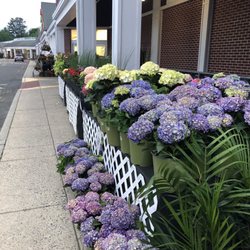 Stop & Shop - Darien S&S has lots of beautiful flowers and plants! They all look great with a large selection.