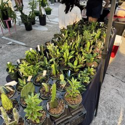 Red Stick Farmers Market - A selection of cacti and succulents available at the market!