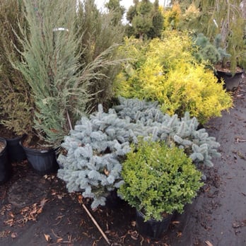 Broccolo - Add color - Nurseries & Gardening Near Me - Fairport, New York
