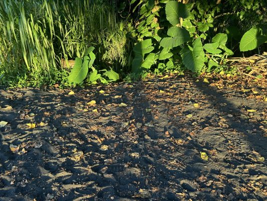 Richardson Ocean Park by null