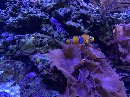 The Seas with Nemo & Friends by null