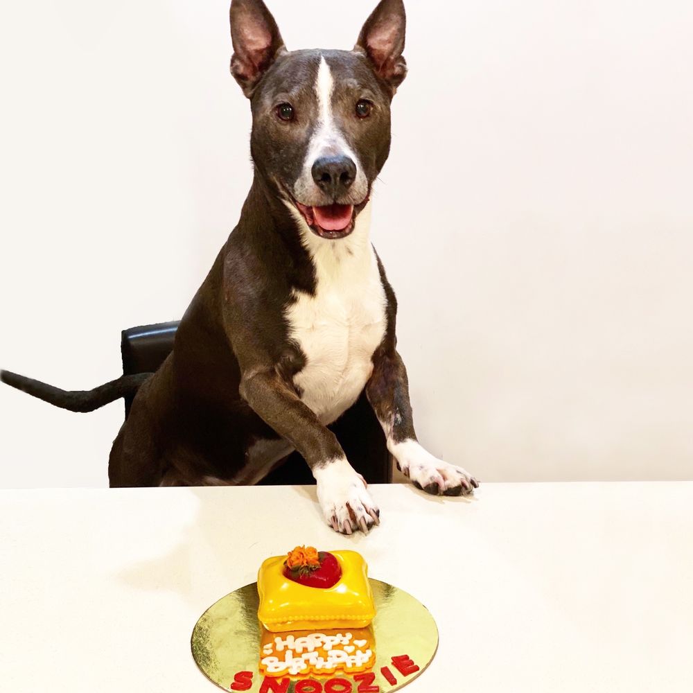 Mishka - Snoozie and his turkey pillow cake! - Pet Stores Near Me - San Francisco, California Mishka - Snoozie and his turkey pillow cake! - Pet Stores Near Me - San Francisco, California
