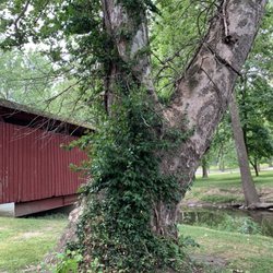 Huge sycamore tree