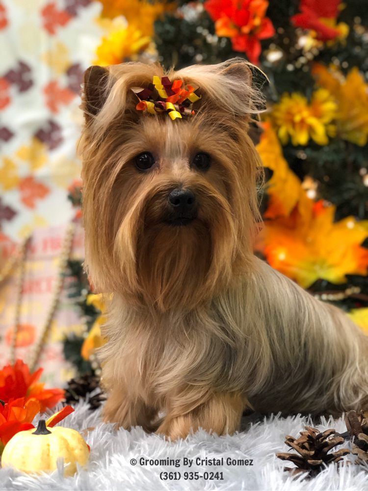 GROOMING BY CRISTAL PARKINSON Updated September 2024 21 Photos