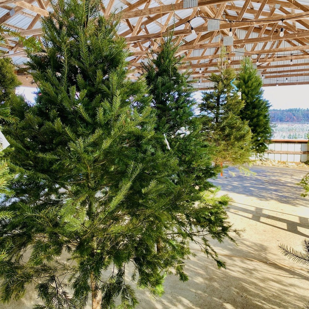 Broadview Christmas Tree - Pre-cut trees ready to go! - Christmas Trees Near Me - Highland, Michigan
