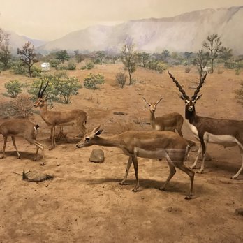 Field Museum - Museums Near Me - Chicago, Illinois Field Museum - Museums Near Me - Chicago, Illinois