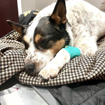 Kingdom Animal Hospital - Whiskey - Veterinarians Near Me - Bryan, Texas Kingdom Animal Hospital - Whiskey - Veterinarians Near Me - Bryan, Texas