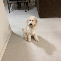 Bear after his evening at the salon Bear after his evening at the salon