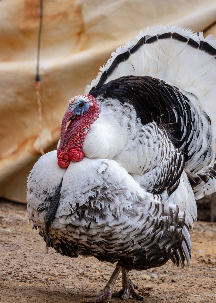 Sunrise Community Farm Center - equestrian in Chapel Hill, NC