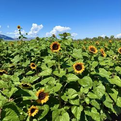 Apple Annie's Orchard - Sunflowers (u-pick)
