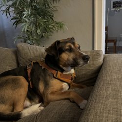 Amys Pet Sitting Service - Ray