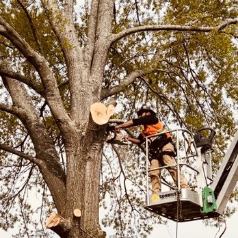 Bright Homes - Tree cutting - Junk Removal & Hauling Near Me