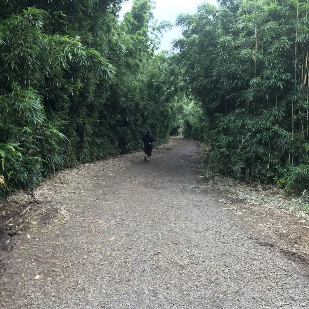 Lulumahu Falls - Path that leads to the fork in the road - Hiking Near Me - Honolulu, Hawaii