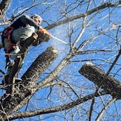 Hard Core Tree Service