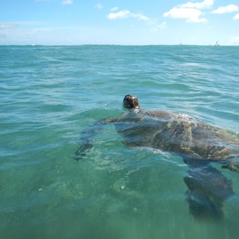 Hook Up Surfing - Surf with our ocean friends. - Surfing Near Me - Honolulu, Hawaii