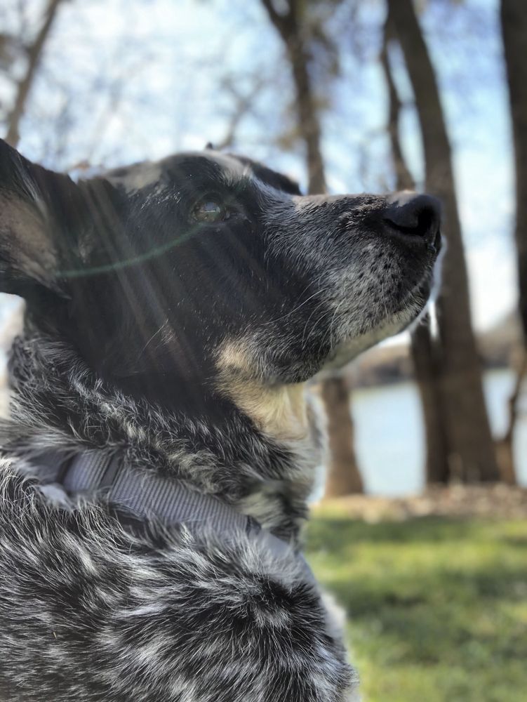 FAITHFUL FRIEND 33 Photos & 80 Reviews Roseville, California