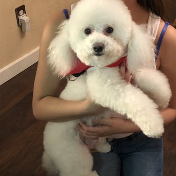 John Paul Pet Salon - Before & After - Pet Groomers Near Me - Grand Prairie, Texas John Paul Pet Salon - Before & After - Pet Groomers Near Me - Grand Prairie, Texas