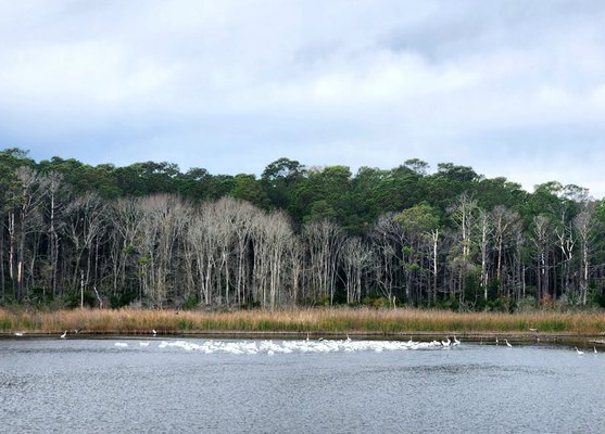 Huntington Beach State Park by null