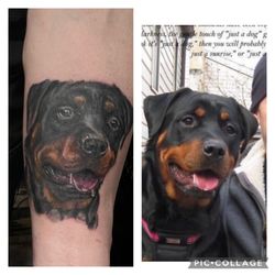 Masterpiece Tattoo - Rottie portrait by Mike Pastore.