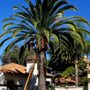 Photo of Arborquest Tree Service