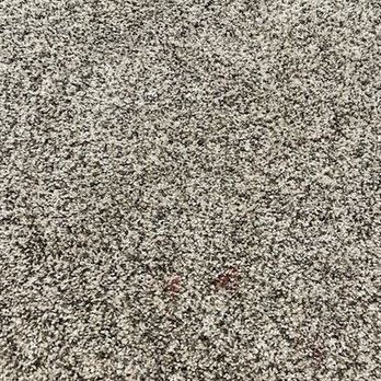 The Holistic Paw - Blood on the carpet from where they cut our dog. - Pet Groomers Near Me - Roseville, California