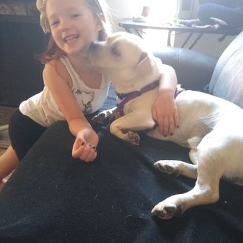 Complete Dog Obedience - Pet Training Near Me