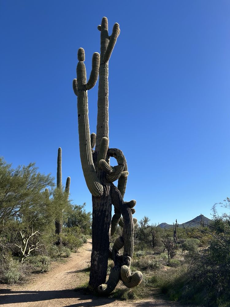 Arizona Adventure Guides Logo
