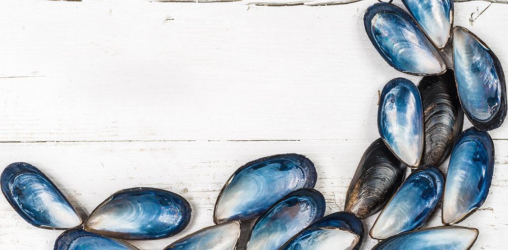 Blue Mussel Aesthetics