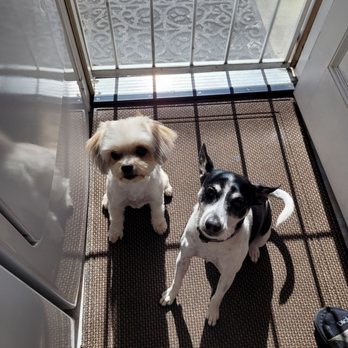 Freddys Mobile Grooming - After their bath - Pet Groomers Near Me Freddys Mobile Grooming - After their bath - Pet Groomers Near Me