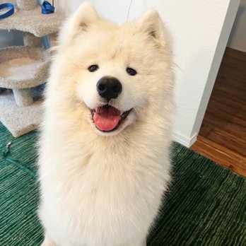 Furry Friends Beauty Shop - So fresh and so clean clean doggo post grooming - Pet Groomers Near Me - Graham, Washington Furry Friends Beauty Shop - So fresh and so clean clean doggo post grooming - Pet Groomers Near Me - Graham, Washington